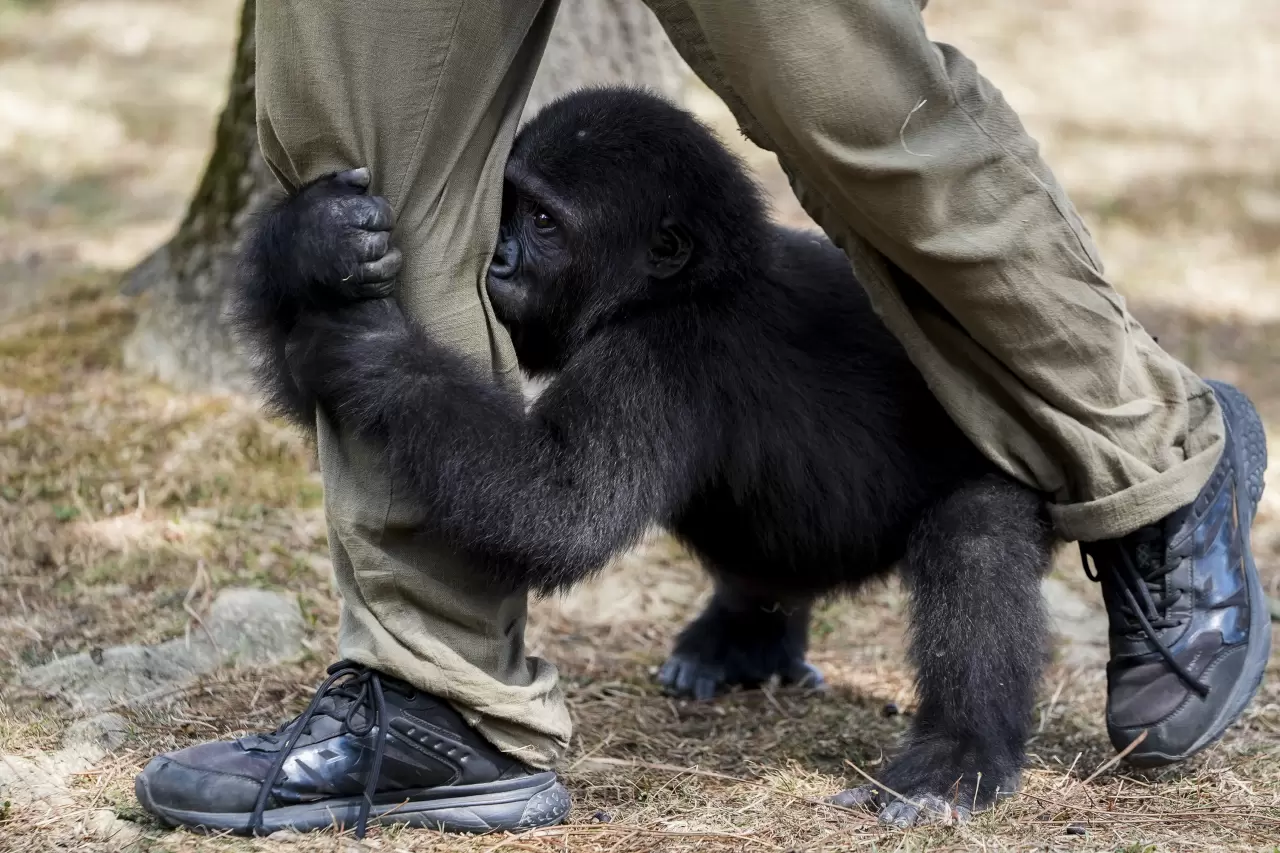Goril yavrusu "Zeytin" Nijerya'ya gitmek için hazırlanıyor 10