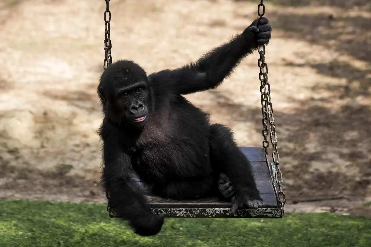 Goril yavrusu "Zeytin" Nijerya'ya gitmek için hazırlanıyor 9