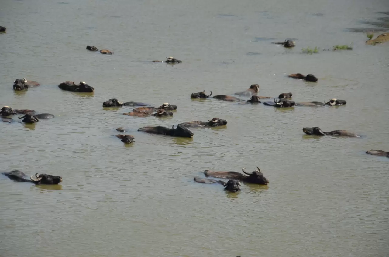 Muş Ovası'nda otlatılan büyükbaş hayvanlar nehirde serinliyor 1