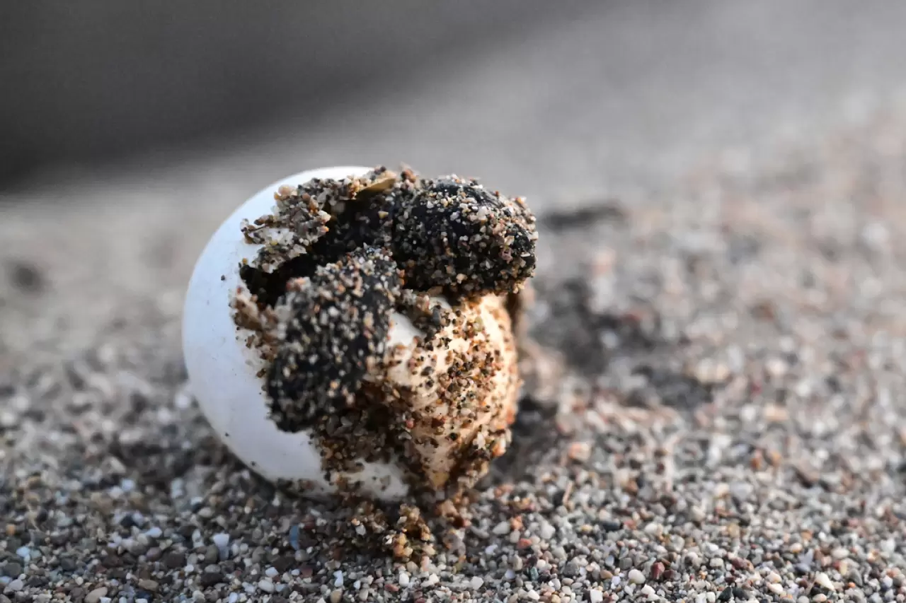 Caretta caretta yavruları mavi sularla buluştu 6