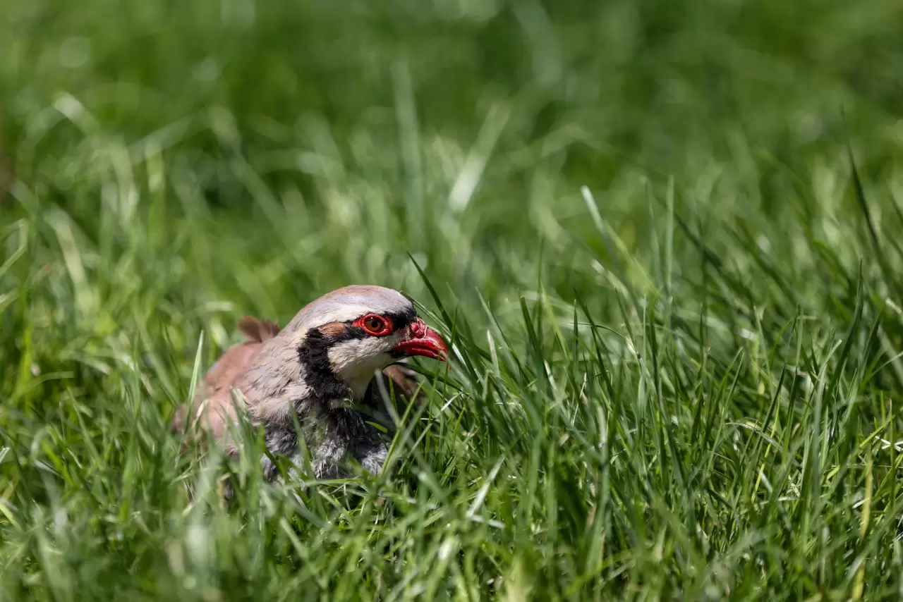 7 senede 100 bin keklik üretildi 1