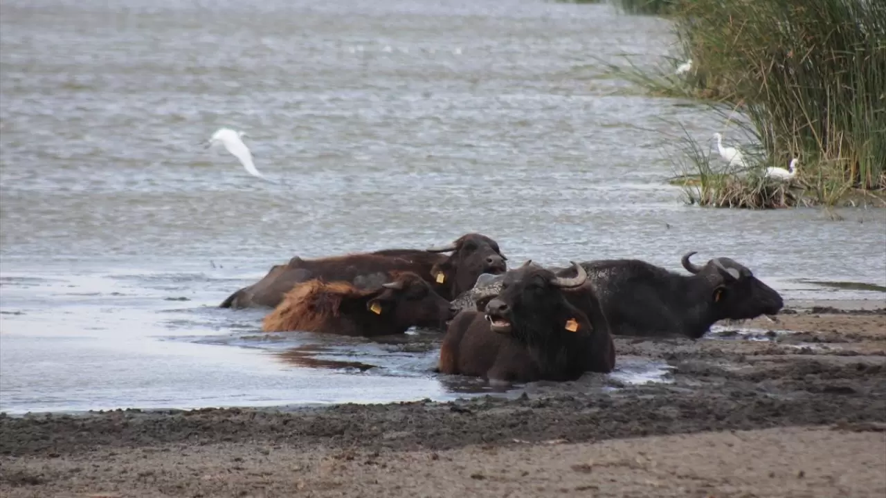 Kızılırmak Deltası Kuş Cenneti: Mandaların yurdu 4