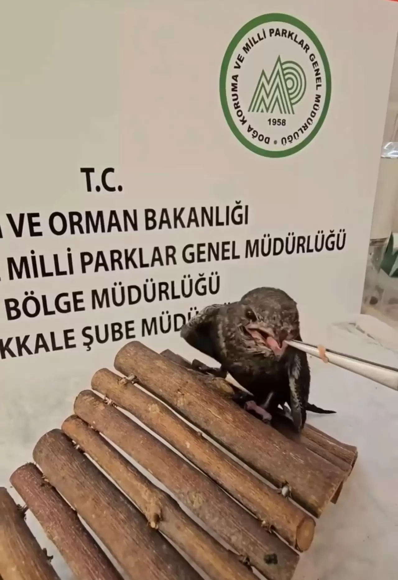 Yaralı kuşlar Doğa Koruma ve Milli Parklar ekipleri sayesinde hayata tutundu 2