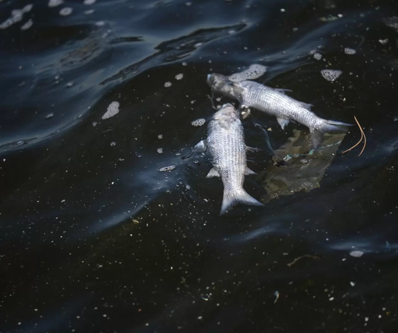 İzmir Körfezi’nde balık ölümleri sürüyor: Üçkuyular sahili tonlarca ölü balıkla doldu 2