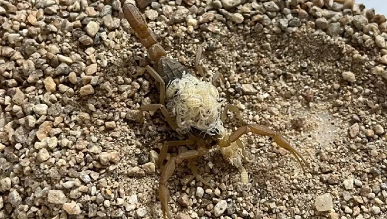 Tesis kurdu, 4 ayda 4 bin yavru üretti 4