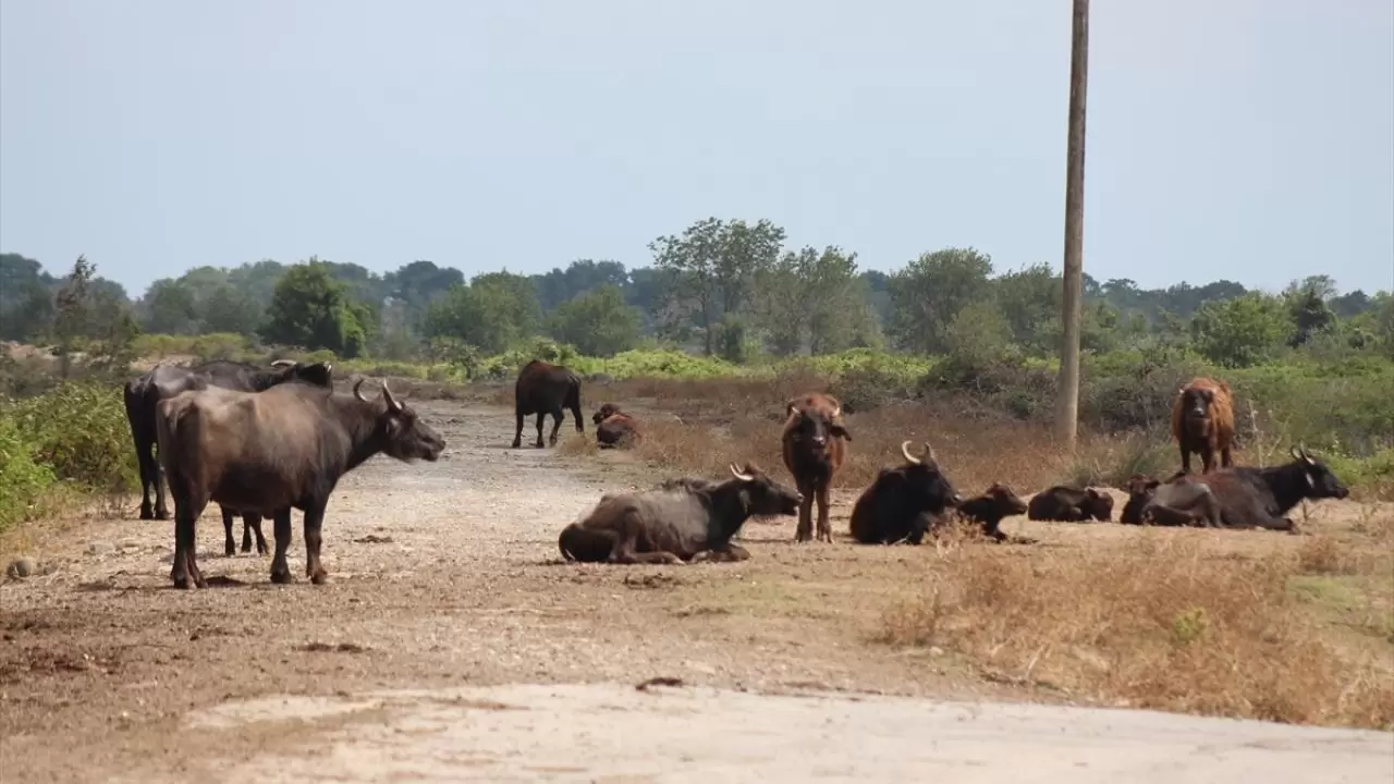 Kızılırmak Deltası Kuş Cenneti: Mandaların yurdu 5