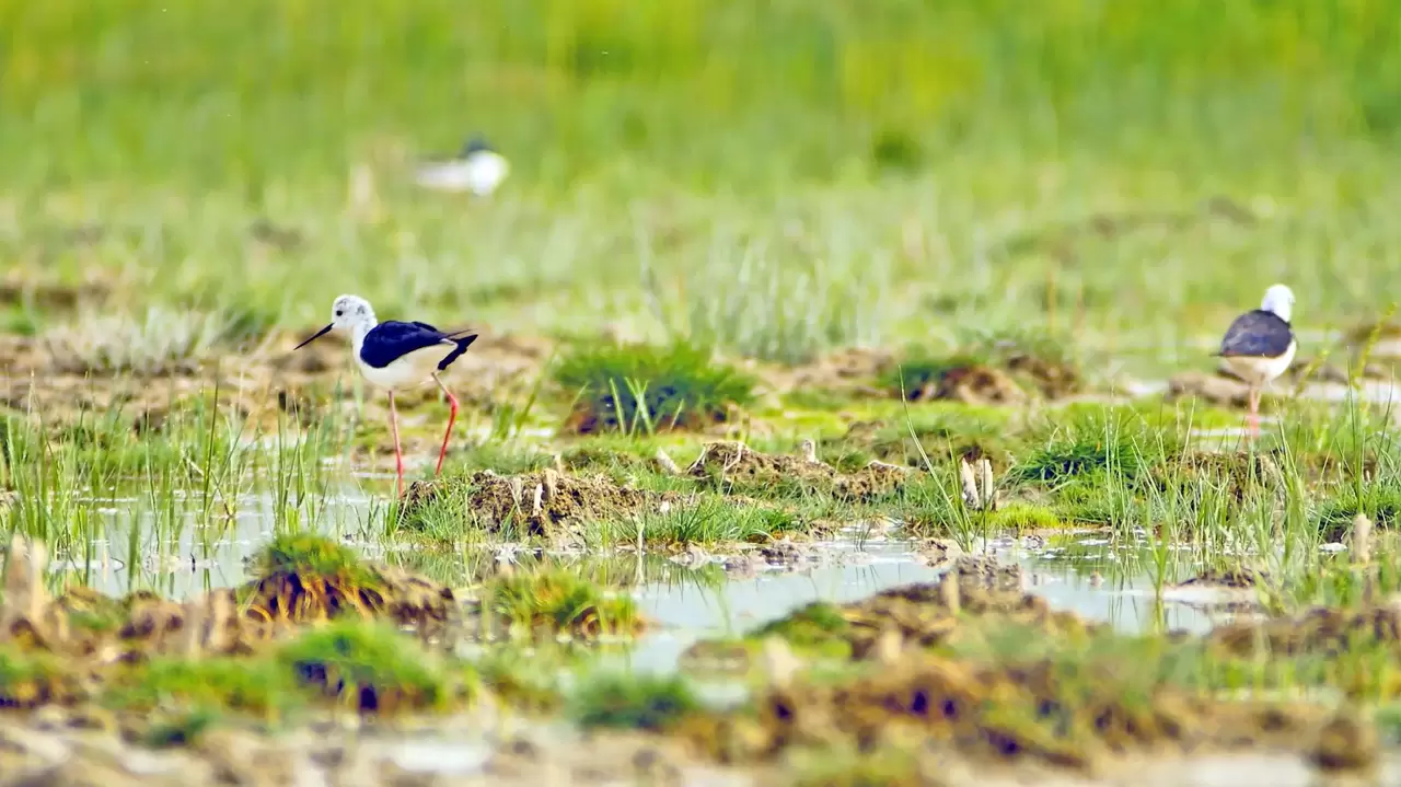Göçmen kuşlar dönüş yolunda 5