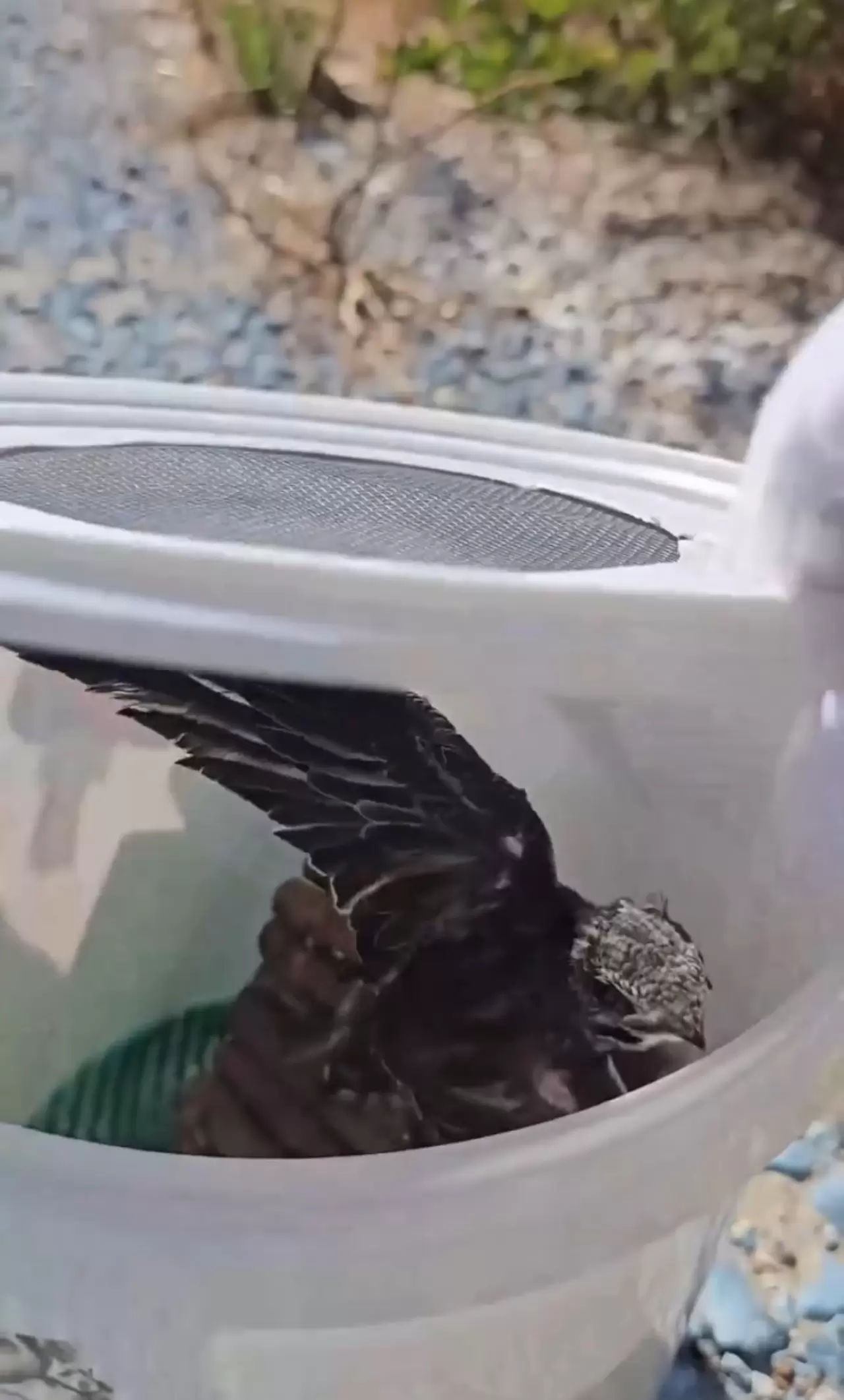 Yaralı kuşlar Doğa Koruma ve Milli Parklar ekipleri sayesinde hayata tutundu 3