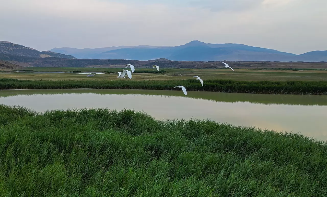 Göçmen kuşlar dönüş yolunda 2