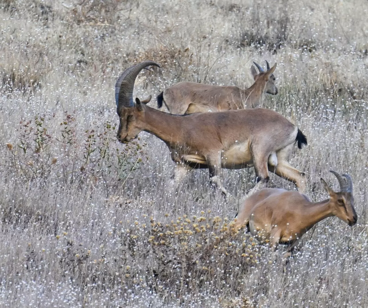Hakkari’de şaşırtan görüntü: Kentin girişinde sürüler halinde dağ keçileri! 4