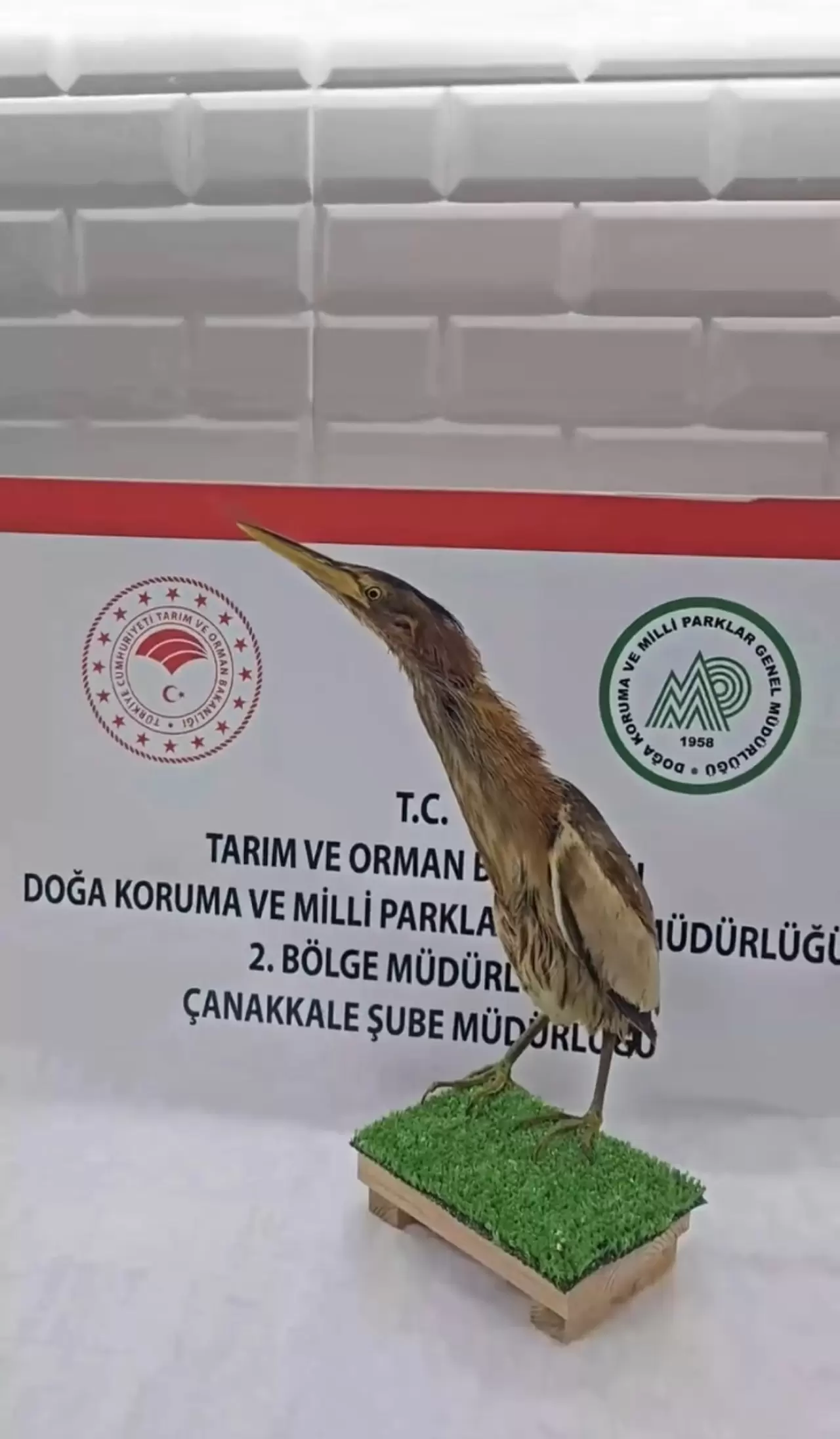 Yaralı kuşlar Doğa Koruma ve Milli Parklar ekipleri sayesinde hayata tutundu 6