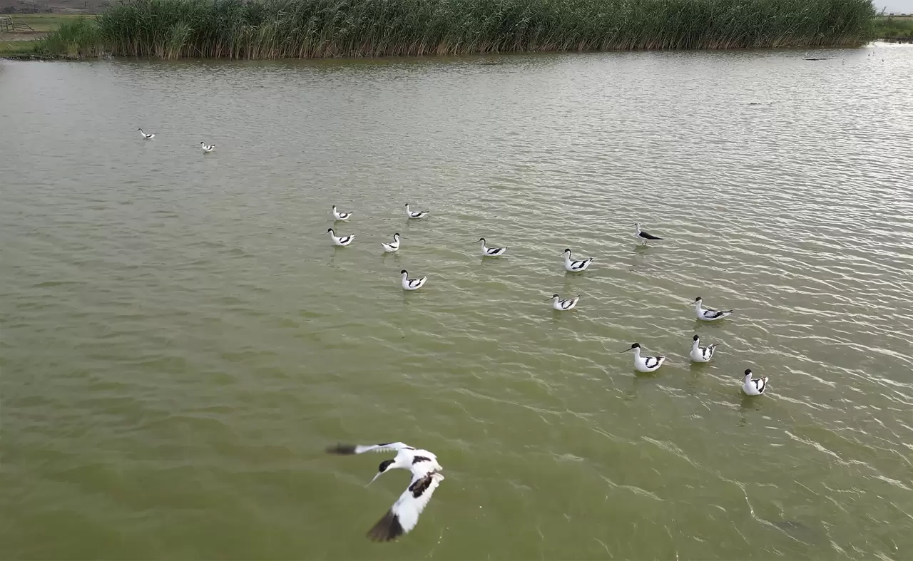 Göçmen kuşlar dönüş yolunda 4