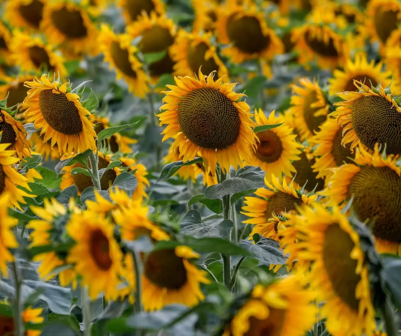 Maryland’de ayçiçeği tarlaları sarıya büründü 3