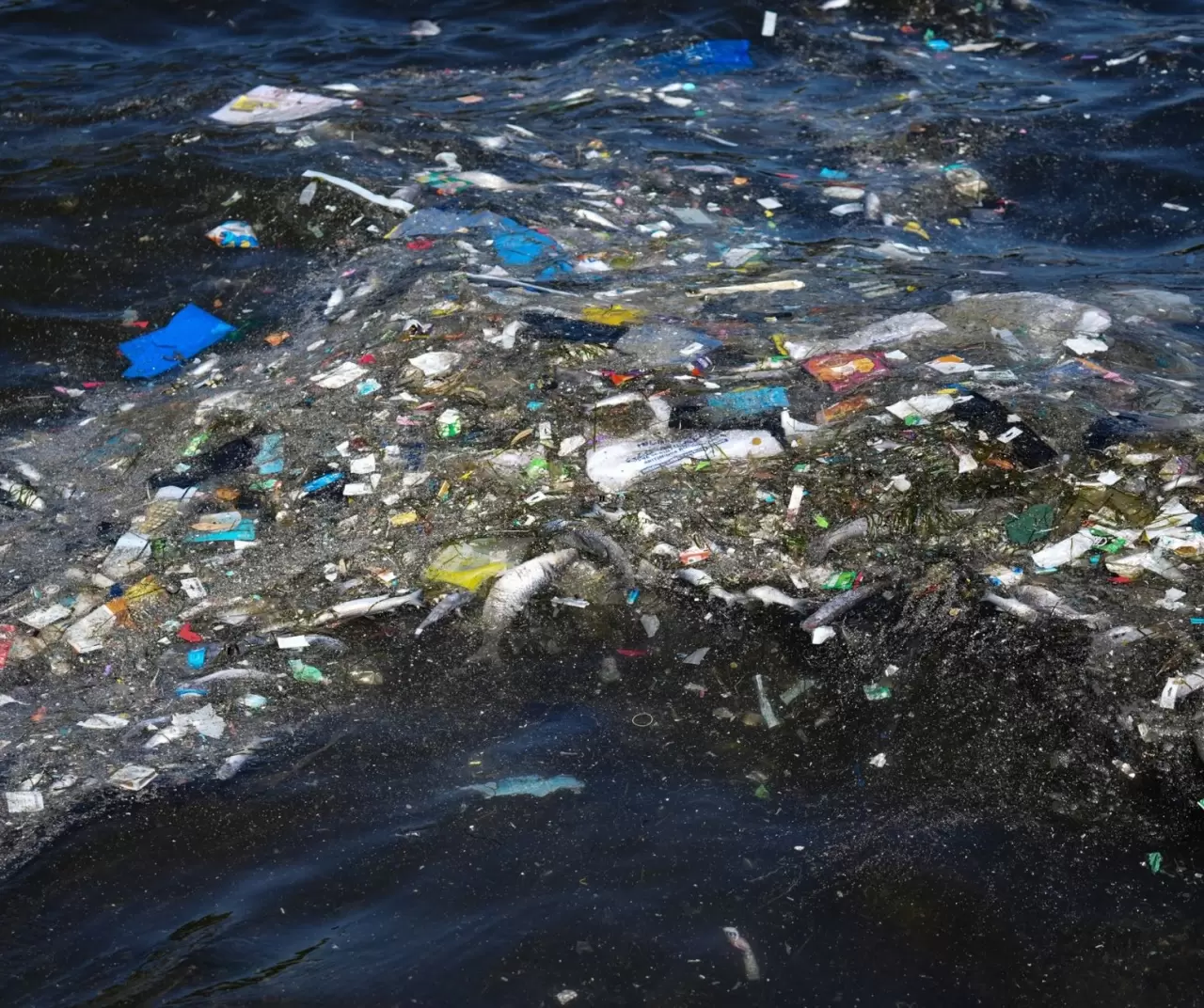 İzmir Körfezi’nde balık ölümleri sürüyor: Üçkuyular sahili tonlarca ölü balıkla doldu 3