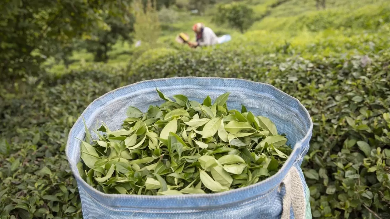 Rize'de çay hasadı mesaisi: Sade çiftçilerin değil kadınların da gelir kapısı 3