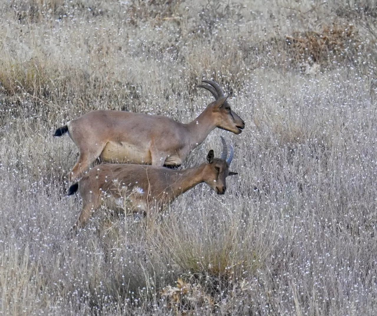 Hakkari’de şaşırtan görüntü: Kentin girişinde sürüler halinde dağ keçileri! 5