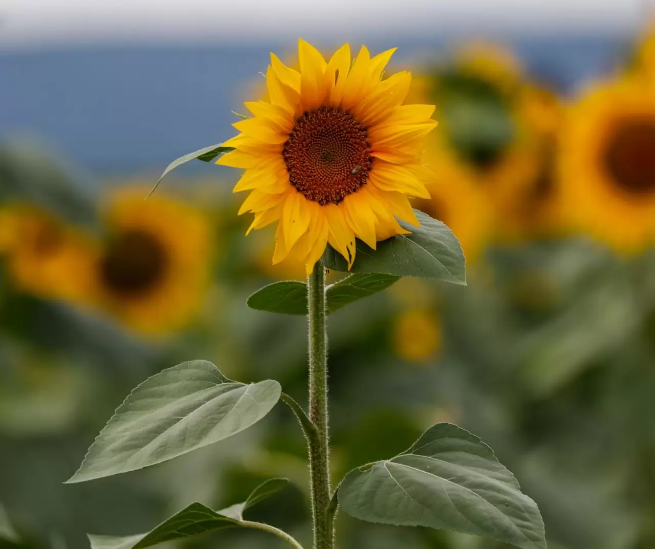 Maryland’de ayçiçeği tarlaları sarıya büründü 8