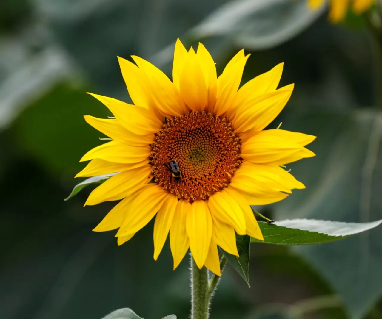 Maryland’de ayçiçeği tarlaları sarıya büründü 12