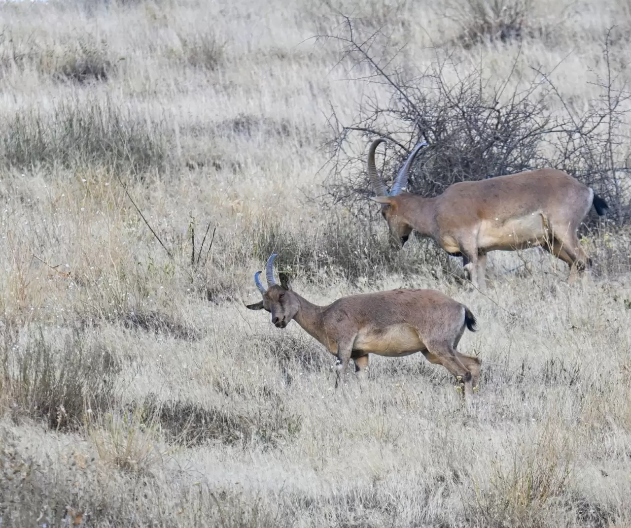 Hakkari’de şaşırtan görüntü: Kentin girişinde sürüler halinde dağ keçileri! 7