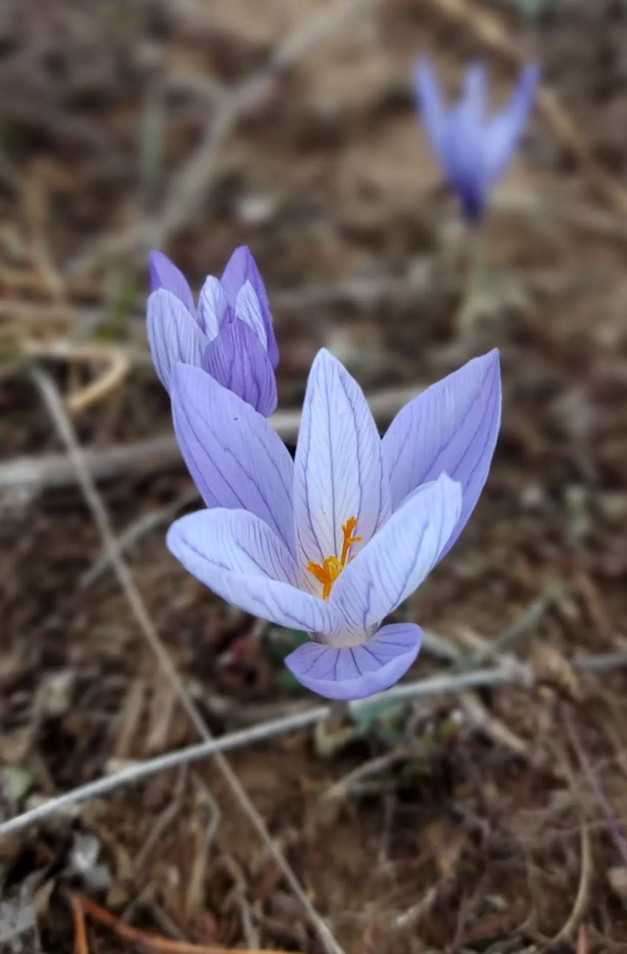 Çankırı'da "vargit"lerin açmasıyla yaylalar renklendi 3