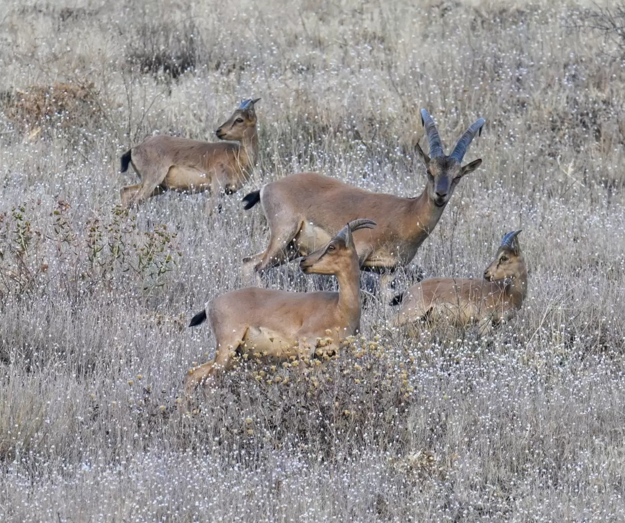 Hakkari’de şaşırtan görüntü: Kentin girişinde sürüler halinde dağ keçileri! 9