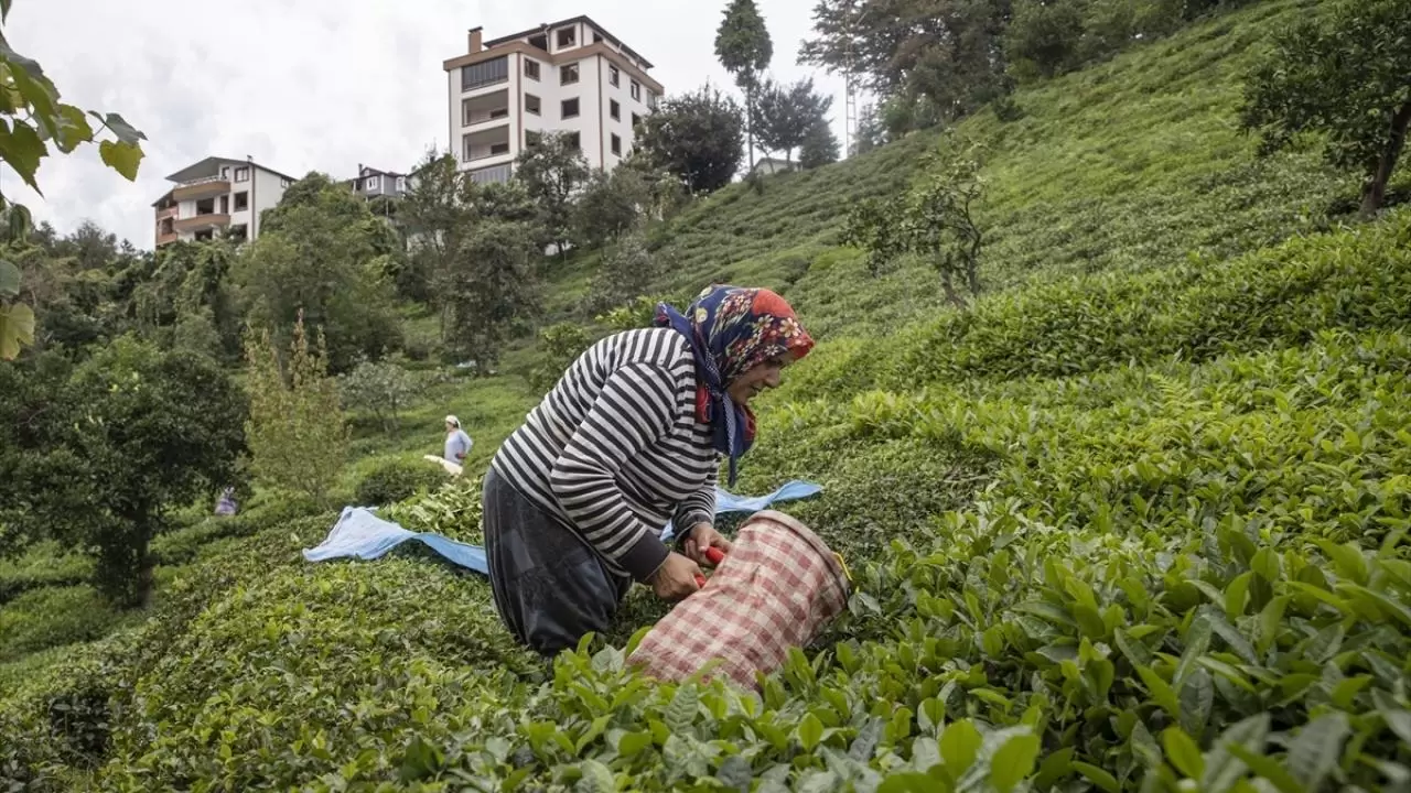 Rize'de çay hasadı mesaisi: Sade çiftçilerin değil kadınların da gelir kapısı 6