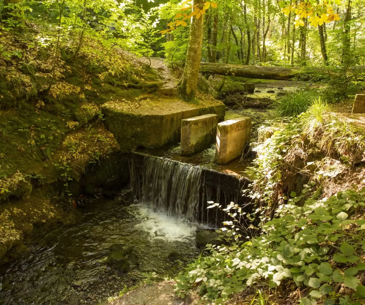Bolu Yedigöller Milli Parkı sonbaharda ziyaretçilerini bekliyor 4