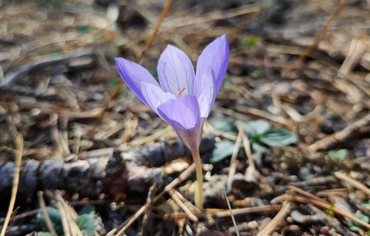 Çankırı'da "vargit"lerin açmasıyla yaylalar renklendi 1