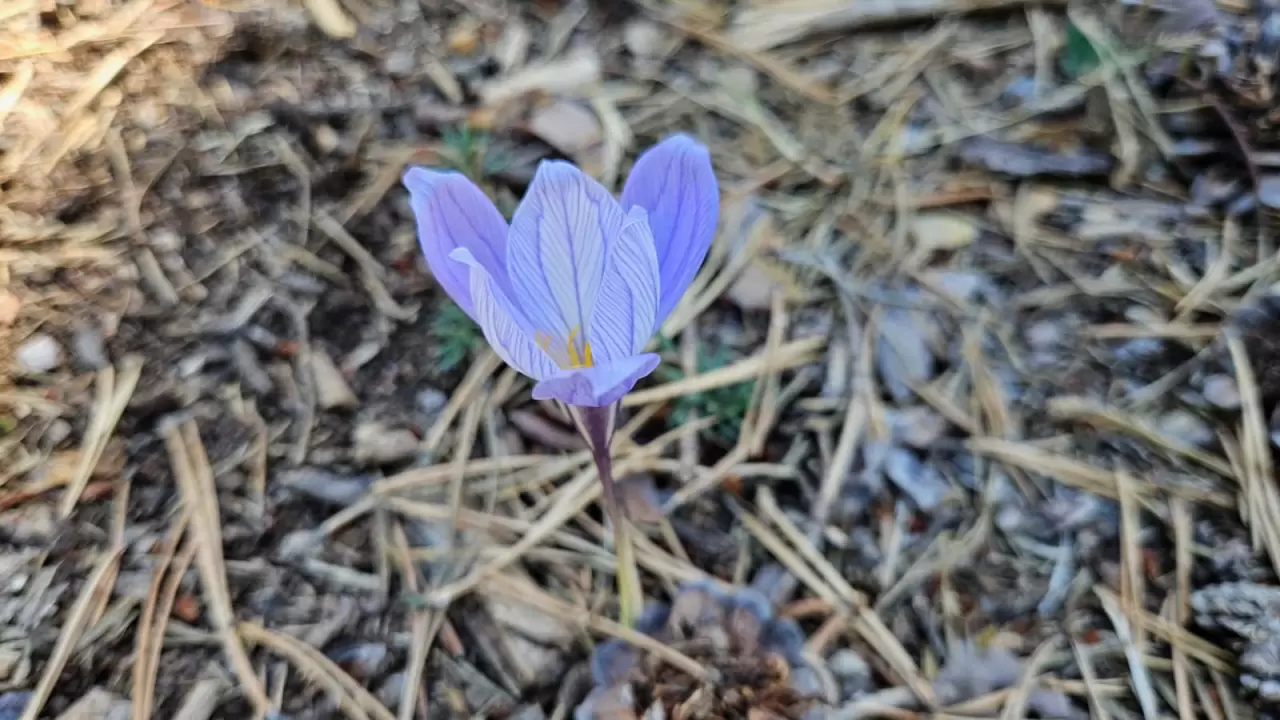 Çankırı'da "vargit"lerin açmasıyla yaylalar renklendi 2