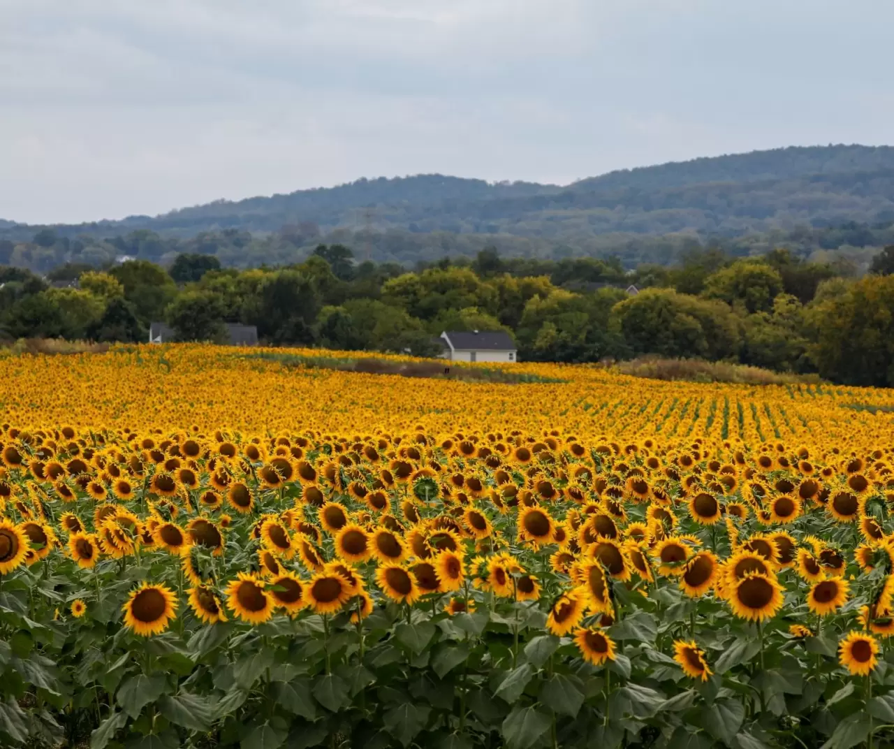 Maryland’de ayçiçeği tarlaları sarıya büründü 4