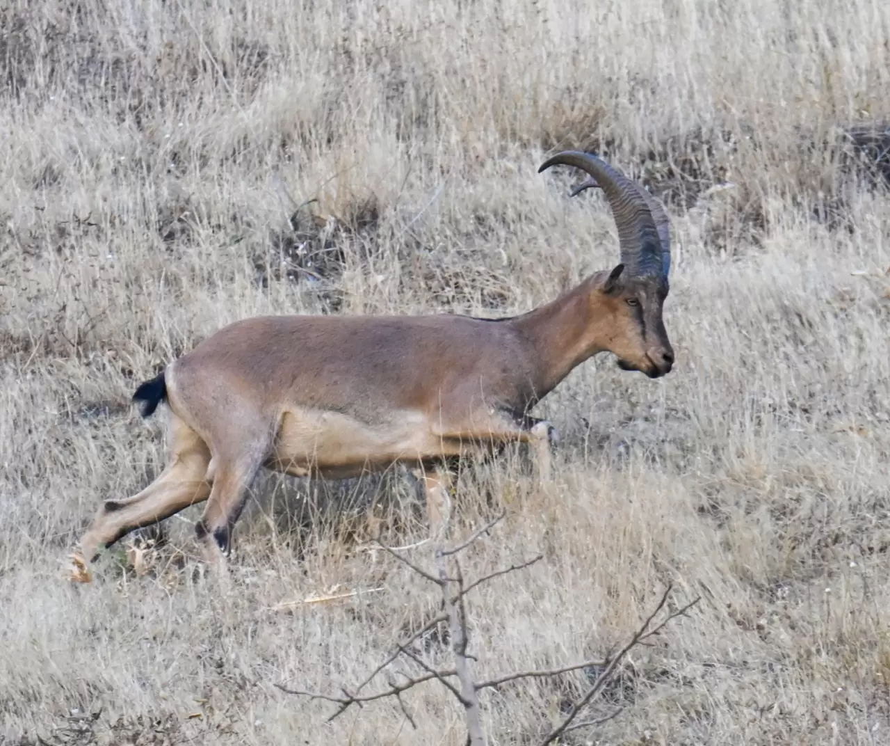 Hakkari’de şaşırtan görüntü: Kentin girişinde sürüler halinde dağ keçileri! 10
