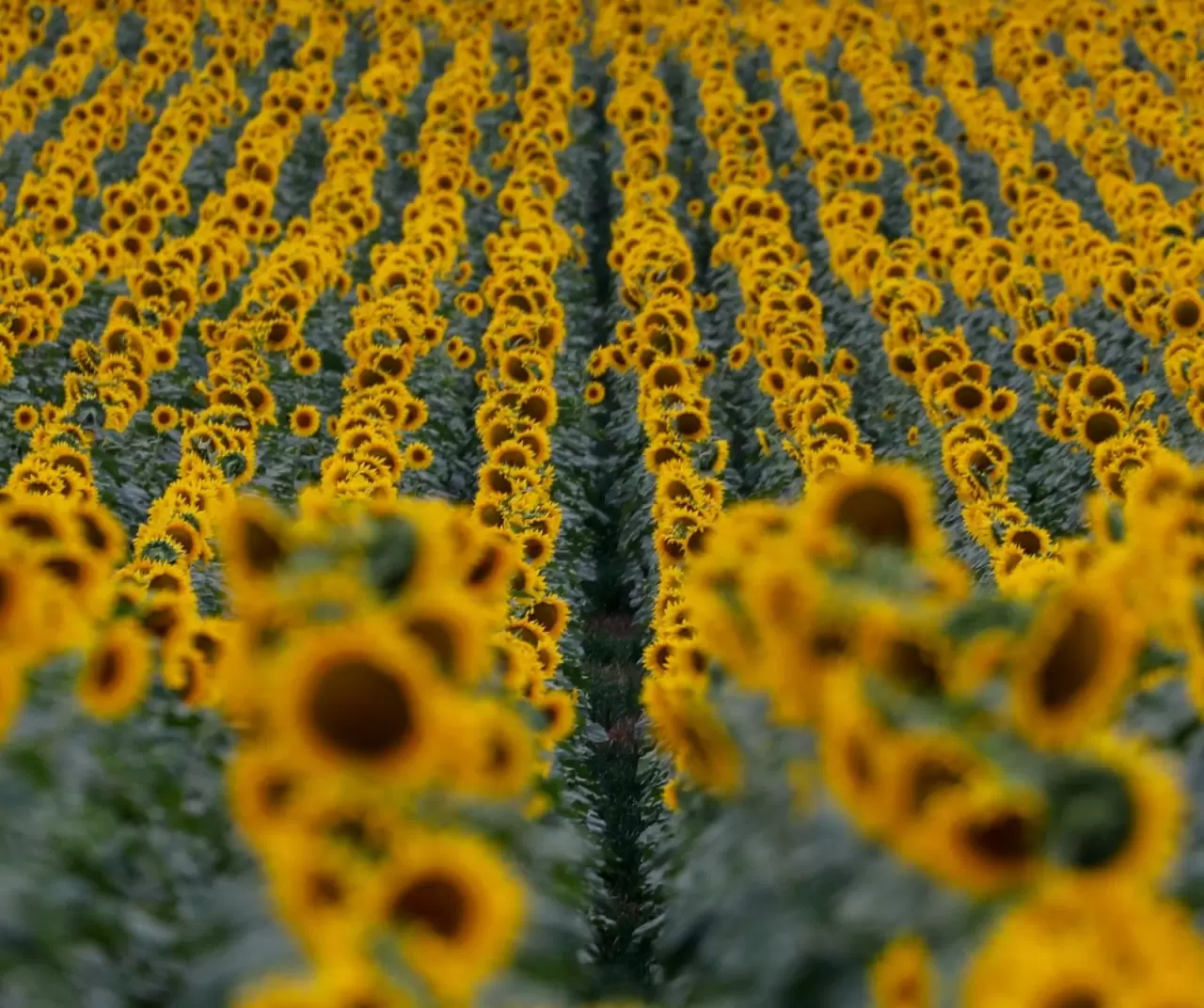 Maryland’de ayçiçeği tarlaları sarıya büründü 9