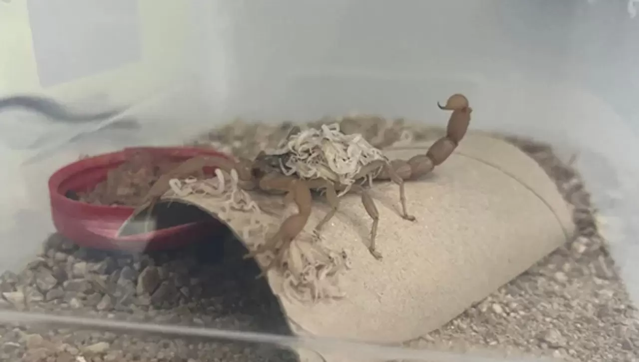 Tesis kurdu, 4 ayda 4 bin yavru üretti 3