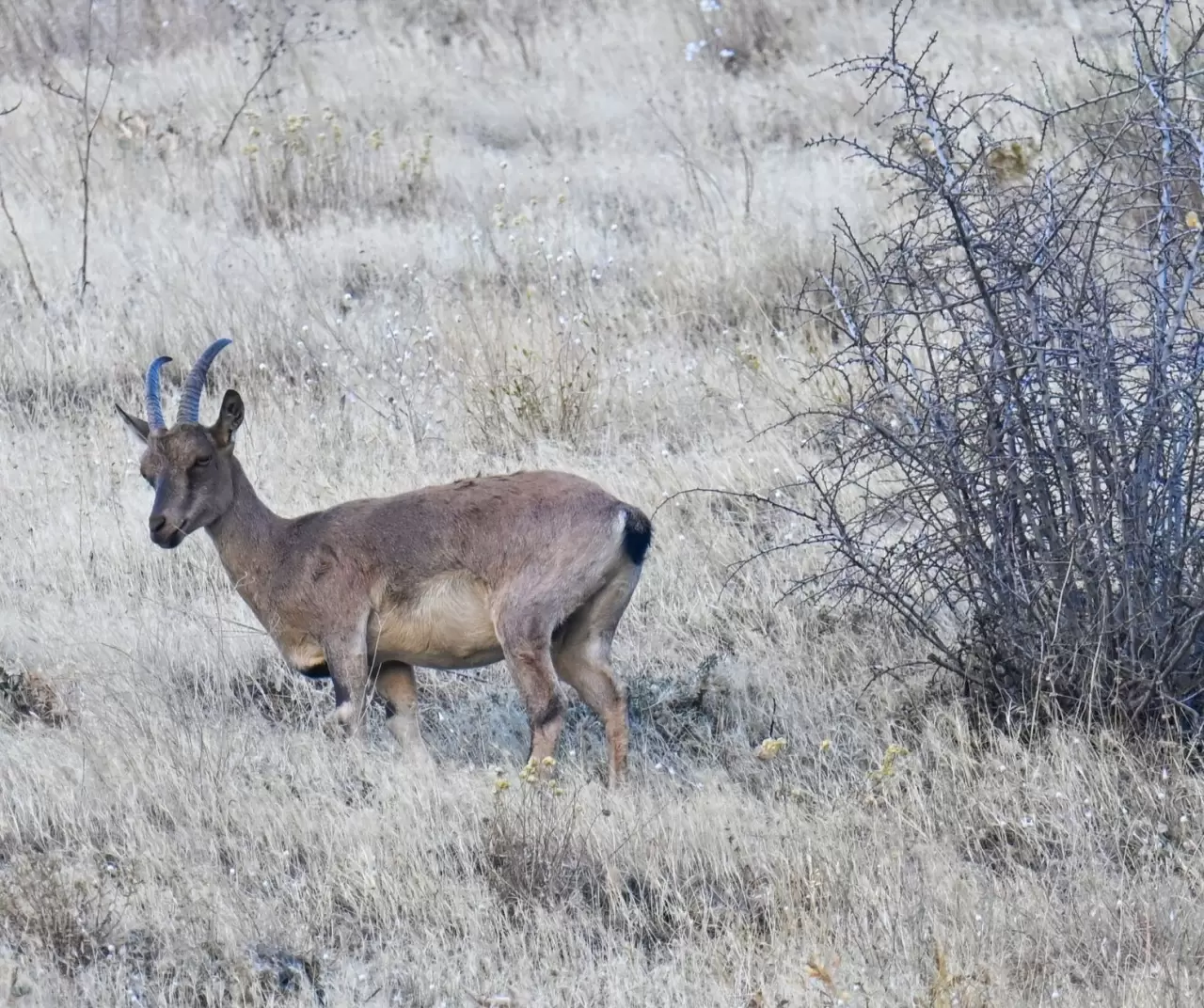 Hakkari’de şaşırtan görüntü: Kentin girişinde sürüler halinde dağ keçileri! 8