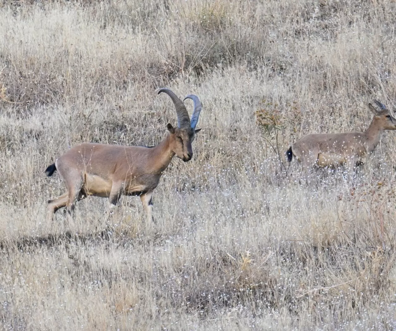 Hakkari’de şaşırtan görüntü: Kentin girişinde sürüler halinde dağ keçileri! 6
