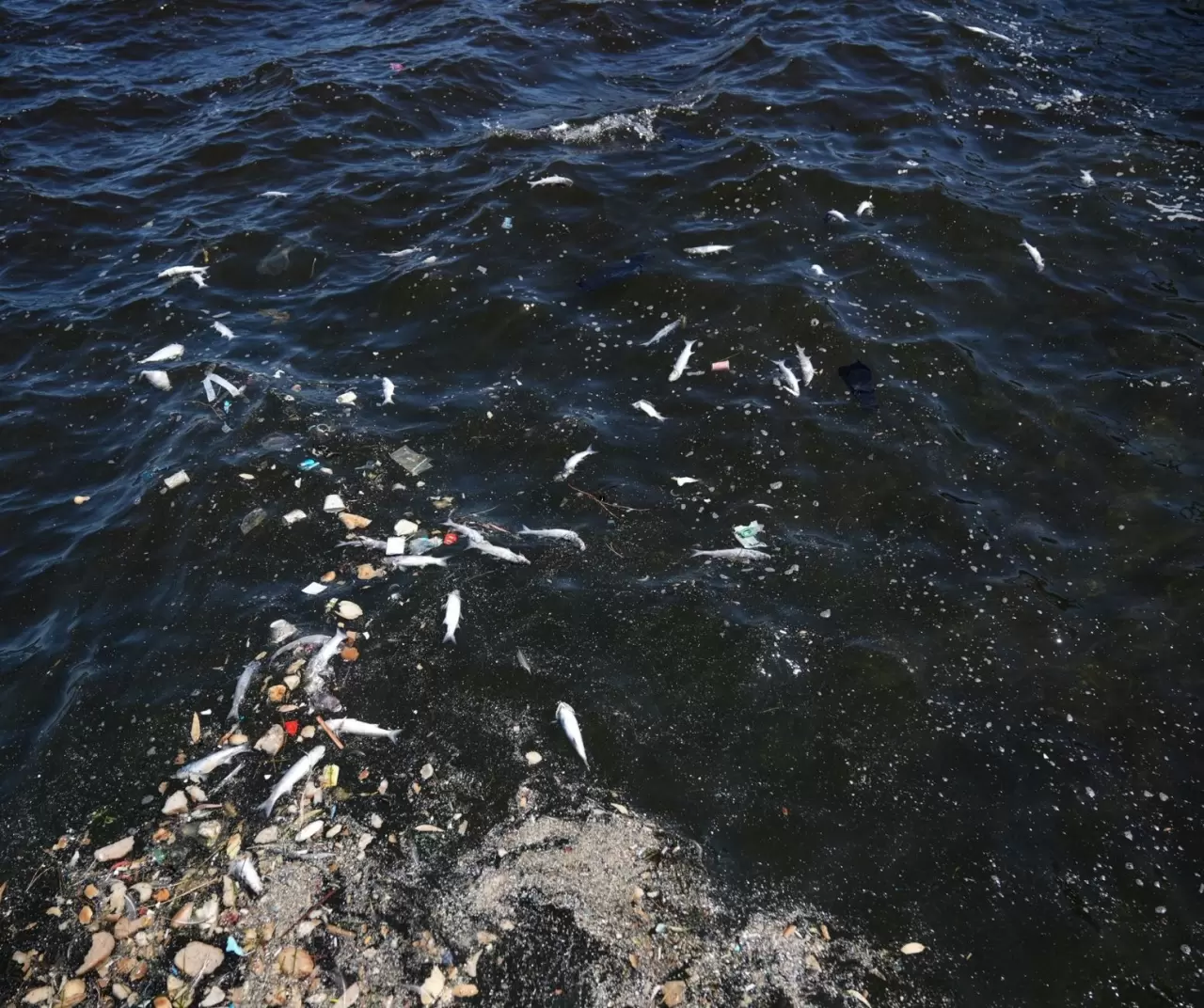 İzmir Körfezi’nde balık ölümleri sürüyor: Üçkuyular sahili tonlarca ölü balıkla doldu 6