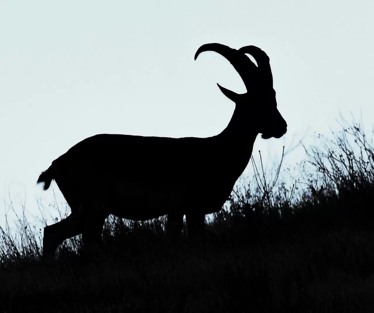 Hakkari’de şaşırtan görüntü: Kentin girişinde sürüler halinde dağ keçileri! 1