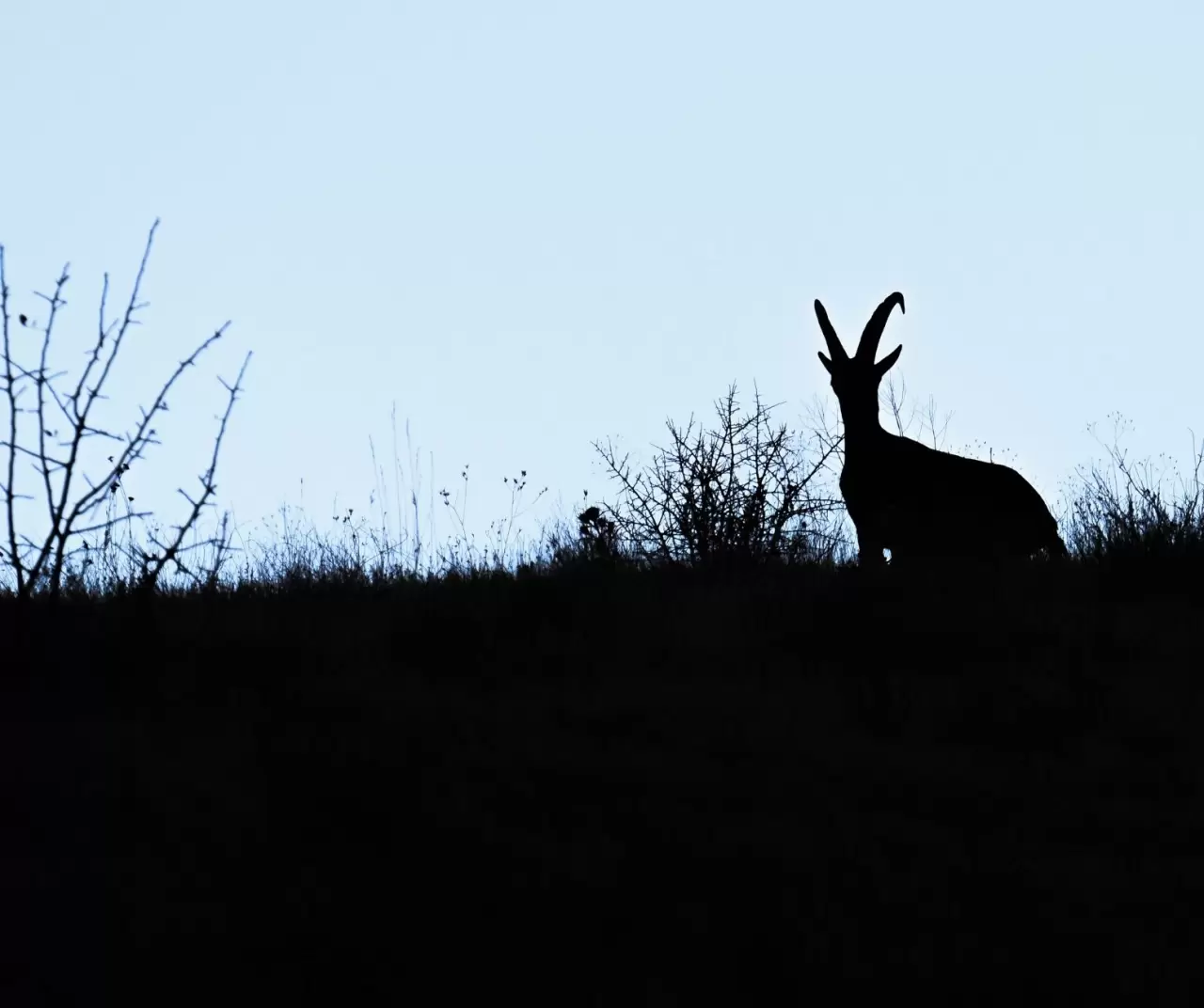 Hakkari’de şaşırtan görüntü: Kentin girişinde sürüler halinde dağ keçileri! 2