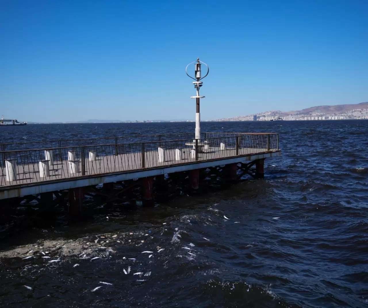 İzmir Körfezi’nde balık ölümleri sürüyor: Üçkuyular sahili tonlarca ölü balıkla doldu 7
