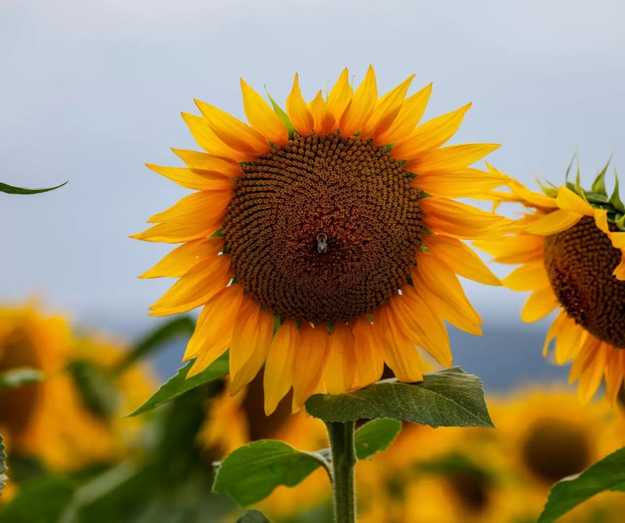 Maryland’de ayçiçeği tarlaları sarıya büründü 5