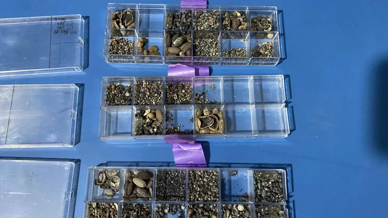 Nerik'te 3 bin 500 yıllık fındık fosili bulundu 7