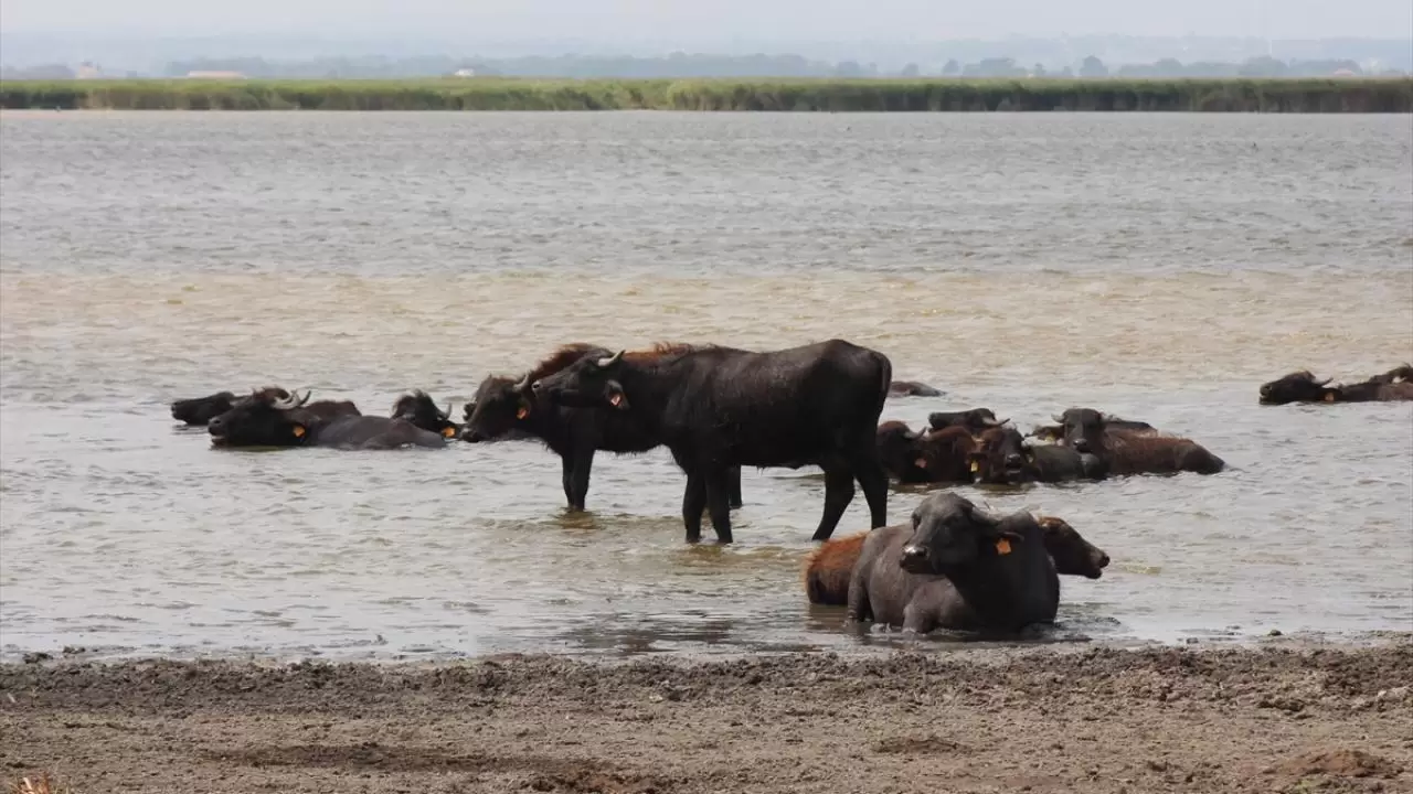 Kızılırmak Deltası Kuş Cenneti: Mandaların yurdu 3