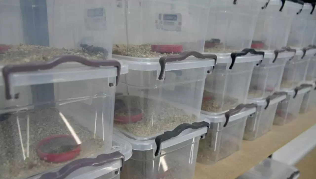 Tesis kurdu, 4 ayda 4 bin yavru üretti 2