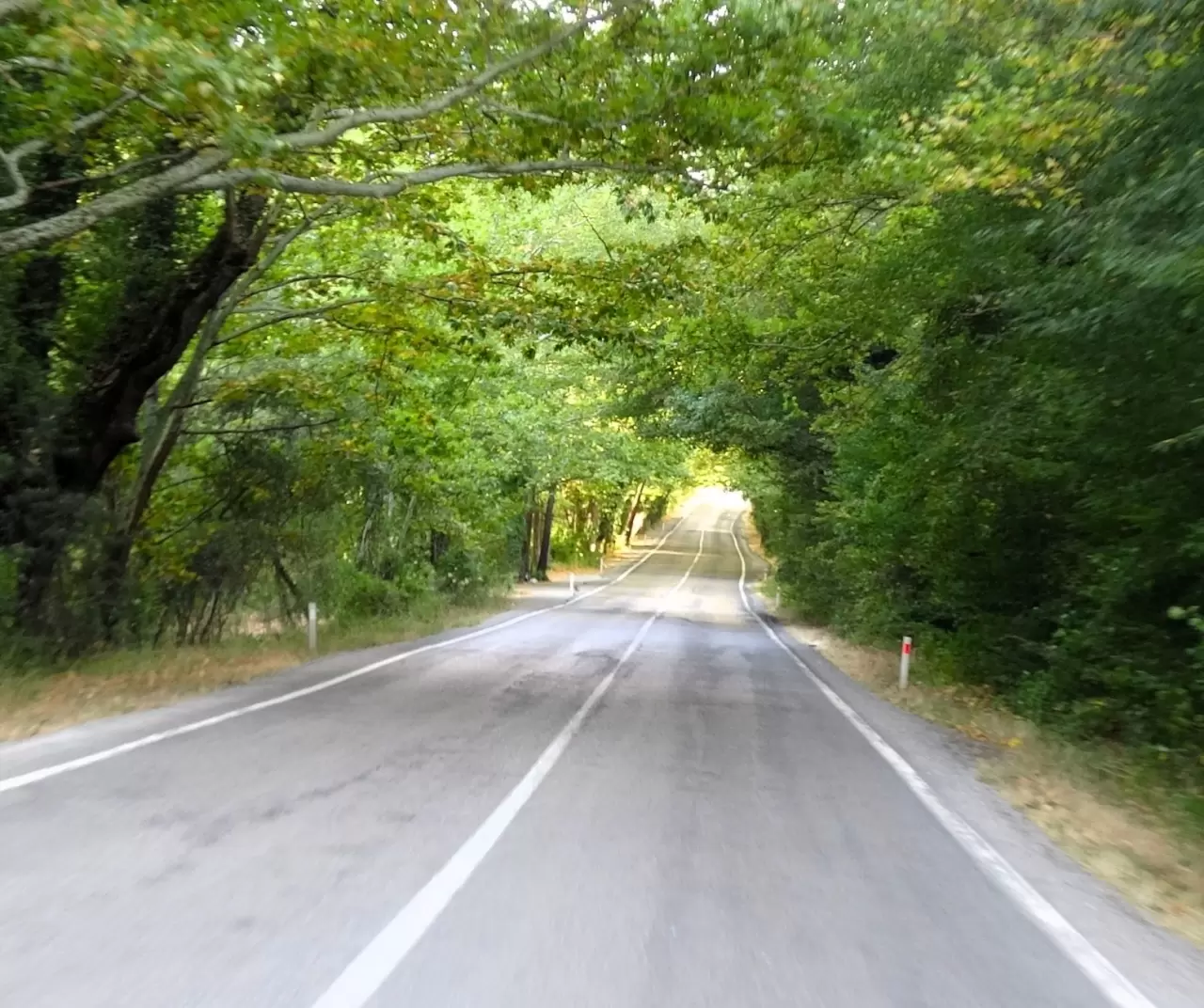 Safranbolu’nun ağaç tüneli: Yeşilin içinde büyüleyici yolculuk keyfi 5