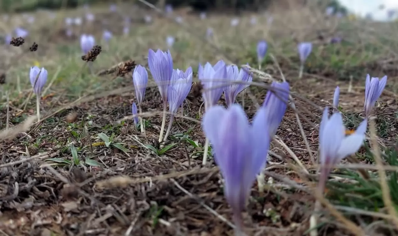 Çankırı'da "vargit"lerin açmasıyla yaylalar renklendi 4