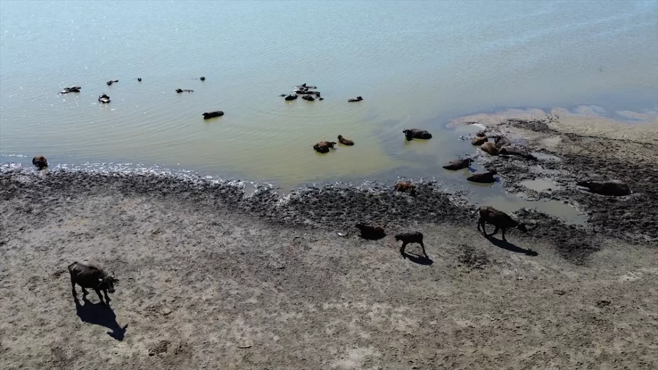 Kızılırmak Deltası Kuş Cenneti: Mandaların yurdu 1