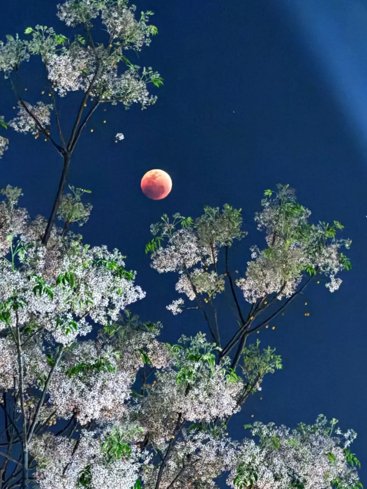 ‘Kanlı Ay’ tutkunları gökyüzüne kilitledi 7