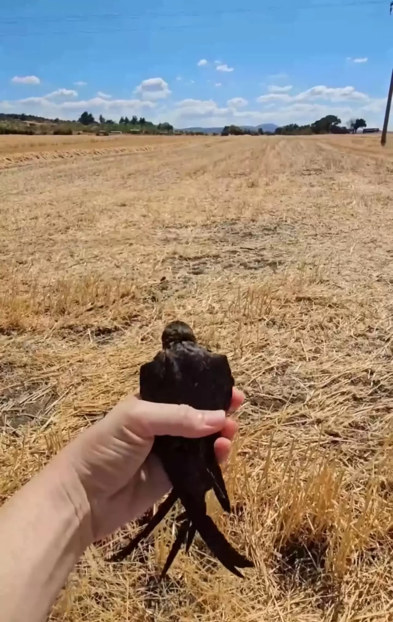 Yaralı kuşlar Doğa Koruma ve Milli Parklar ekipleri sayesinde hayata tutundu 5