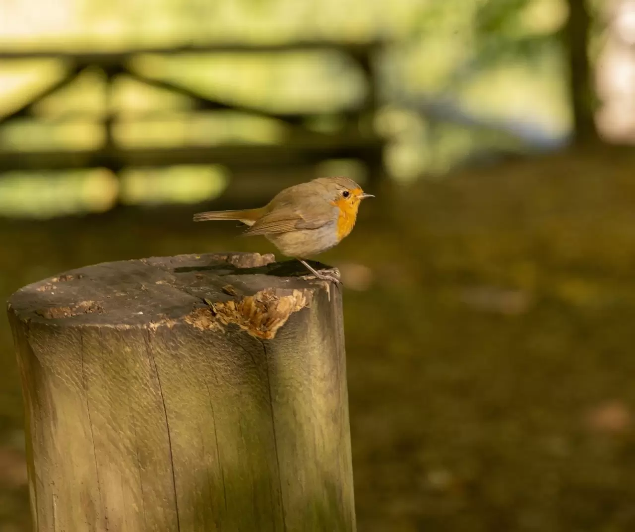 Bolu Yedigöller Milli Parkı sonbaharda ziyaretçilerini bekliyor 3