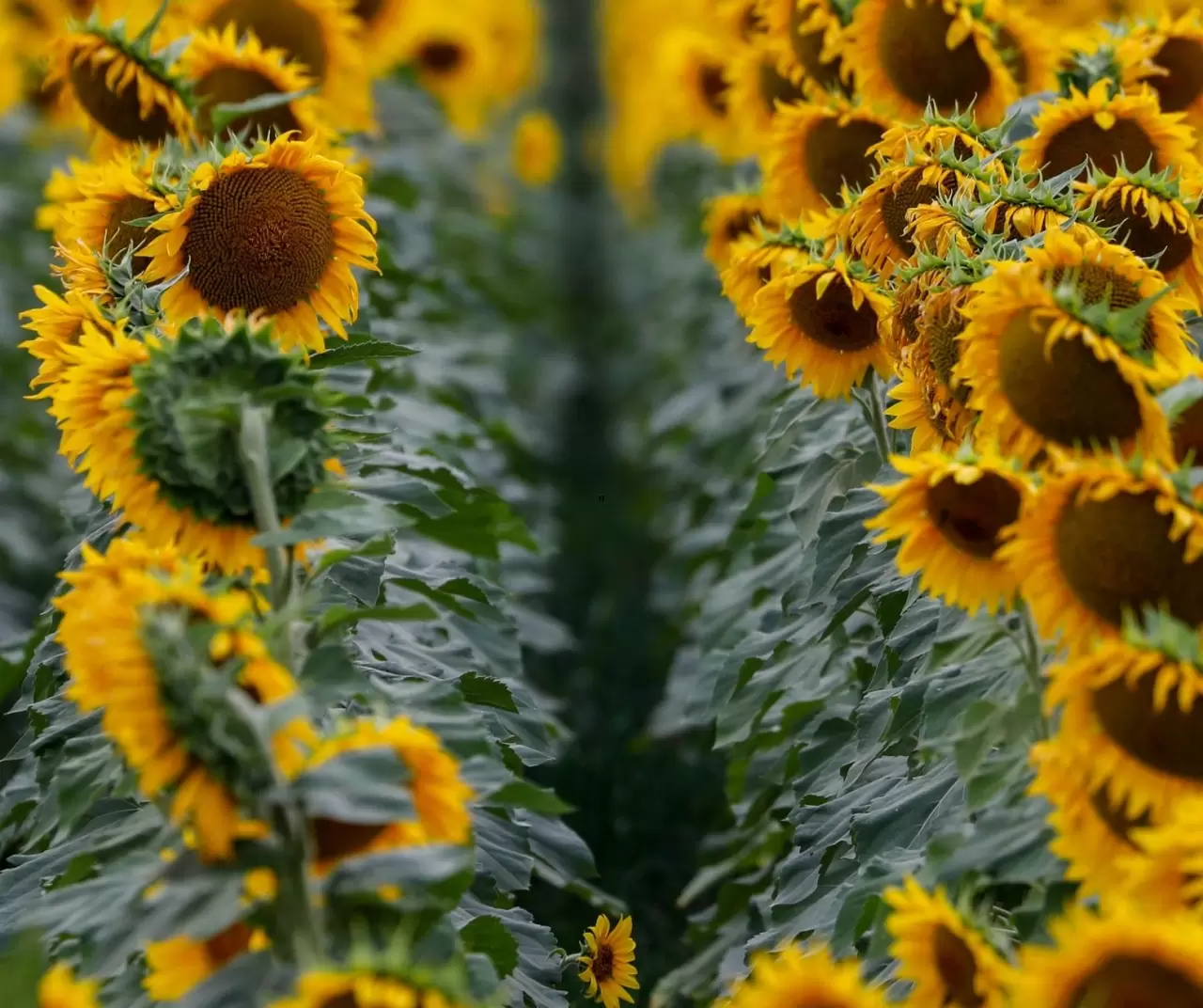 Maryland’de ayçiçeği tarlaları sarıya büründü 10
